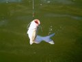 2008-06 Fishing